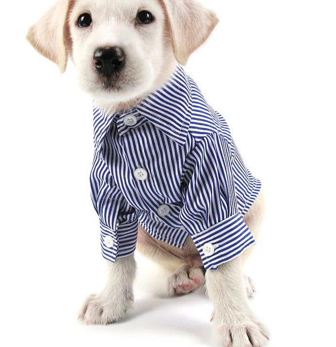 Customized shirt for dog